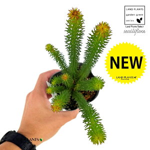 GJiZVt[j 3.5 |bgc 1 GJZVt[ ~炫GJ Erica sessiliflora L.f. green heath , white bottlebrush heath