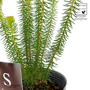 GJiZVt[j 3.5 |bgc 1 GJZVt[ ~炫GJ Erica sessiliflora L.f. green heath , white bottlebrush heath