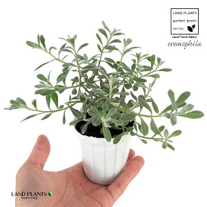 GtBiOuj 2.5 |bgc 1 GtBOu Eremophila