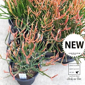 �~���N�u�b�V���i�X�e�B�b�N �I�� �t�@�C���[�j 4�� �v���X�`�b�N�� 1�� ���[�t�H���r�A ���[�z���r�A �X�e�B�b�N�I���t�@�C���[ �t�@�C���[�X�e�B�b�N Euphorbia Tirucalli �eSticks on Fire�f