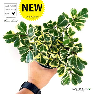 tBJXiXC[gn[gj 4 vX`bNc 1 gCAMX XEB[gn[g tBJXXEB[gn[g S̖ S̖ S Ficus triangularis 'Sweet heart'