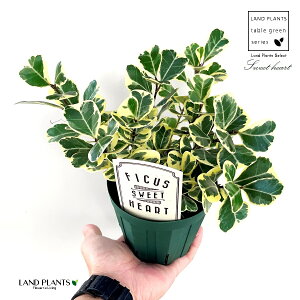 tBJXiXC[gn[gj 4 vX`bNc 1 gCAMX XEB[gn[g tBJXXEB[gn[g S̖ S̖ S Ficus triangularis 'Sweet heart'