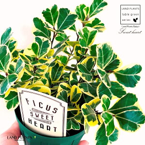 tBJXiXC[gn[gj 4 vX`bNc 1 gCAMX XEB[gn[g tBJXXEB[gn[g S̖ S̖ S Ficus triangularis 'Sweet heart'