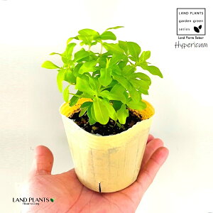 qyJiS[htH[j 3 |bgc 1 qyJS[htH[ Hemizygia