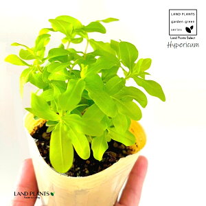 qyJiS[htH[j 3 |bgc 1 qyJS[htH[ Hemizygia