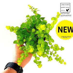 V}LAi I[Aj 3 |bgc 1 V}LAI[A kA Lysimachia nummularia 'Aurea'