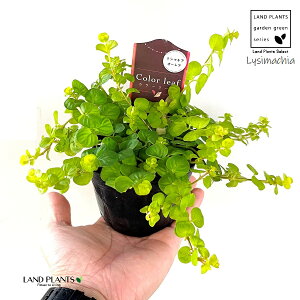 V}LAi I[Aj 3 |bgc 1 V}LAI[A kA Lysimachia nummularia 'Aurea'