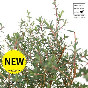 zCgeB[c[ieB[c[j 3 |bgc 1 eB[c[ tg vgXy} Leptospermum Lanigerum