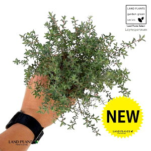 zCgeB[c[ieB[c[j 3 |bgc 1 eB[c[ tg vgXy} Leptospermum Lanigerum