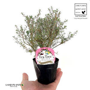 zCgeB[c[ieB[c[j 3 |bgc 1 eB[c[ tg vgXy} Leptospermum Lanigerum