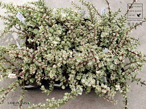 yP[X̔F12z yAz q̕î܂j 3.5 |bgc 12 Ji{EmL |[`JA ϊN Portulacaria afra f.variegata