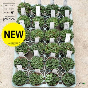 yP[X̔F24z yAz nI`Aipoj 2.5 |bgc 24 nI`Apo c{() nI`A YnFAtJ Haworthia parva