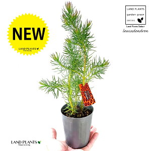 EJfhiOWEj1 3 |bgc EJfhOWE [Jfh MEW t Leucadendron laxum