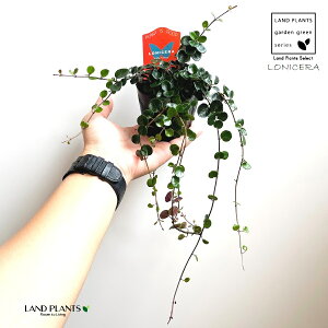 jZignj[j 3 |bgc 1 jZNVtHAgnj[ NVtHA Lonicera crassifolia little honey