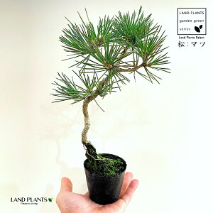 松(黒松:くねくね) 2.5号 ポット苗 1鉢 松 松の木 マツ クロマツ オマツ 雄松 Pinus thunbergii