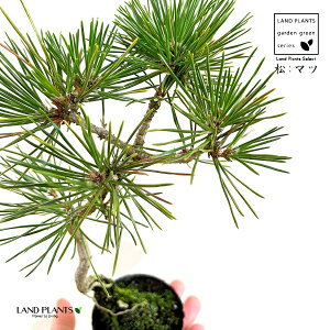 iF˂ˁj 2.5 |bgc 1  ̖ }c N}c I}c Y Pinus thunbergii