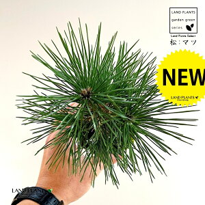 KOKEDMA iFȂj ۋ 1 yMtz  ̖ }c N}c I}c Y Pinus thunbergii