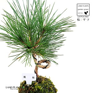 KOKEDMA iFȂj ۋ 1 yMtz  ̖ }c N}c I}c Y Pinus thunbergii