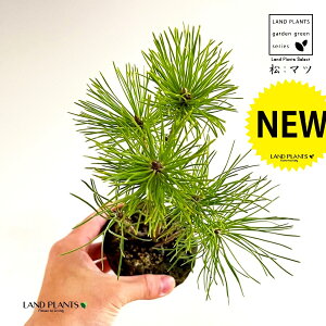 KARUISHI iFj y 1  ̖ }c N}c I}c Y Pinus thunbergii