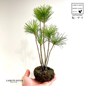 KARUISHI iFj y 1  ̖ }c N}c I}c Y Pinus thunbergii