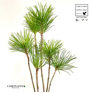 KARUISHI iFj y 1  ̖ }c N}c I}c Y Pinus thunbergii