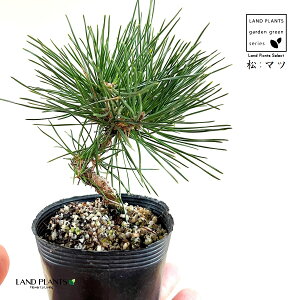 iO͏FЂ˂j 3 |bgc 1 O͍ O ~J}c  ̖ }c N}c I}c Y Pinus thunbergii