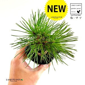 iЂ˂菼j 3 |bgc 1 O͍ O ~J}c  ̖ }c N}c I}c Y Pinus thunbergii