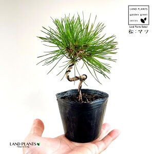 iЂ˂菼j 3 |bgc 1 O͍ O ~J}c  ̖ }c N}c I}c Y Pinus thunbergii