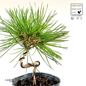 iЂ˂菼j 3 |bgc 1 O͍ O ~J}c  ̖ }c N}c I}c Y Pinus thunbergii