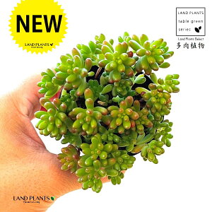 A Z_i̋ʁj 1 吷 2.5 vX`bNc jWm^} Sedum rubrotinctum
