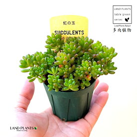 多肉植物 セダム（虹の玉） 1鉢 2.5寸 プラスチック苗 ニジノタマ Sedum rubrotinctum