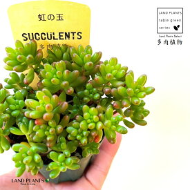 多肉植物 セダム（虹の玉） 1鉢 2.5寸 プラスチック苗 ニジノタマ Sedum rubrotinctum