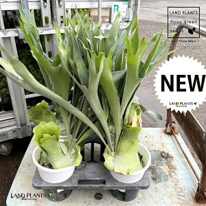 REij 1 6 vX`bN rJNV_ gpr ^ rtJc V_Platycerium