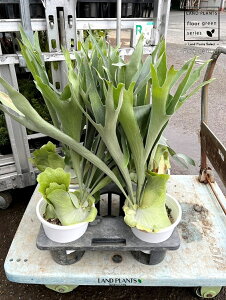 �R�E���������i�����j 1�� 6�� �v���X�`�b�N�� �r�J�N�V�_ �g�p�r�� ��^ �r�t���J�c�� �V�_Platycerium