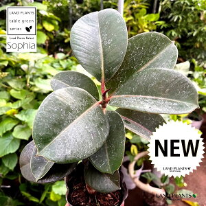 tBJXi\tBAFȂj 1 3.5 |bgc tBJX\tBA Ficus elastica 'Sophia'