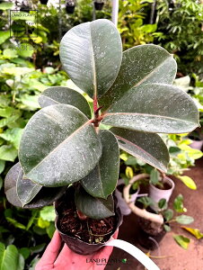 tBJXi\tBAFȂj 1 3.5 |bgc tBJX\tBA Ficus elastica 'Sophia'