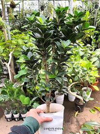 ガジュマル（ベビーリーフ） 1鉢 5号 プラスチック鉢 ガジュマルベビーリーフ Ficus microcarpa baby leaf