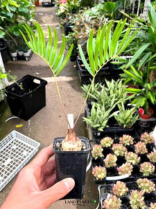 U~Ait_[ij 1 3 vX`bNc U~At_[i t_ Zamia Floridana