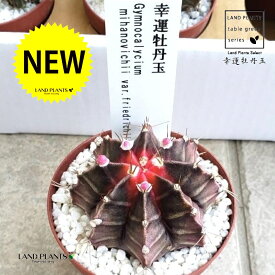 サボテン（幸運牡丹玉） 2.5号 プラスチック苗 1鉢 牡丹玉 コウウンボタンギョク ボタンギョク 八角形 サボテン セレウス カクタス Cereus