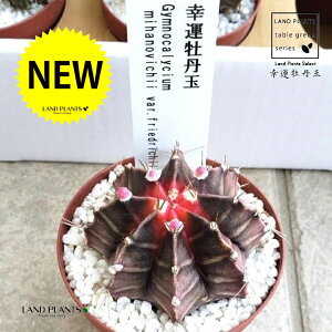 T{eiK^Oʁj 2.5 vX`bNc 1 O REE{^MN {^MN p` T{e ZEX JN^X Cereus