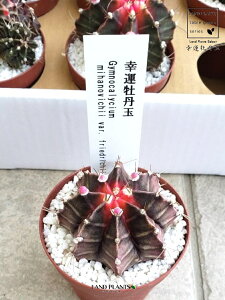 T{eiK^Oʁj 2.5 vX`bNc 1 O REE{^MN {^MN p` T{e ZEX JN^X Cereus