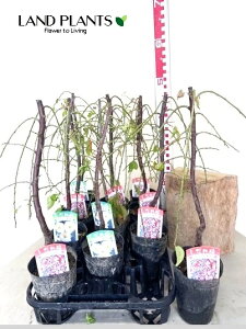 yP[X̔F11z ~i}~j11 4 |bgc 1 E V_E ~ Prunus mume