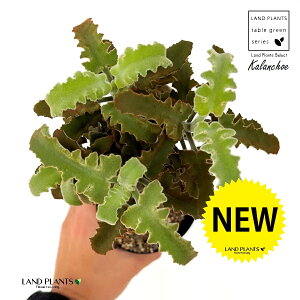 JRG xnVXi~j}j1 3.5 vX`bNc JRG~j} 受̕ ␫ Kalanchoe behalensis 'Minima'