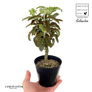 JRG xnVXi~j}j1 3.5 vX`bNc JRG~j} 受̕ ␫ Kalanchoe behalensis 'Minima'