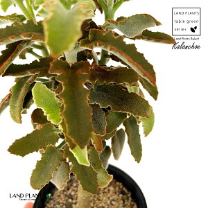 JRG xnVXi~j}j1 3.5 vX`bNc JRG~j} 受̕ ␫ Kalanchoe behalensis 'Minima'