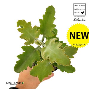 JRG xnVXi[Y[tj1 3.5 vX`bNc JR[Y[t 受̕ ␫ Kalanchoe beharensis 'Roseleaf'