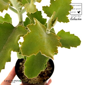 JRG xnVXi[Y[tj1 3.5 vX`bNc JR[Y[t 受̕ ␫ Kalanchoe beharensis 'Roseleaf'