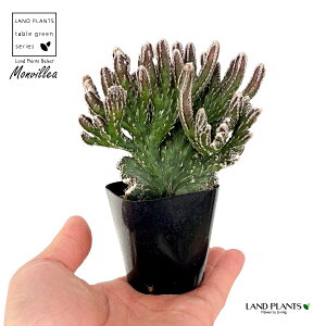 �T�{�e���i�c��̕�F���񂹂݂̂ˁj1�� 2�� �v���X�`�b�N�c �c�� �c��݂̂� ���񂹂� Monvillea spegazzinii f. crist.