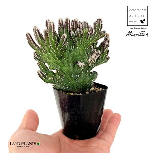 �T�{�e���i�c��̕�F���񂹂݂̂ˁj1�� 2�� �v���X�`�b�N�c �c�� �c��݂̂� ���񂹂� Monvillea spegazzinii f. crist.