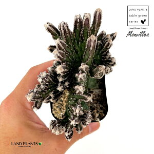 �T�{�e���i�c��̕�F���񂹂݂̂ˁj1�� 2�� �v���X�`�b�N�c �c�� �c��݂̂� ���񂹂� Monvillea spegazzinii f. crist.